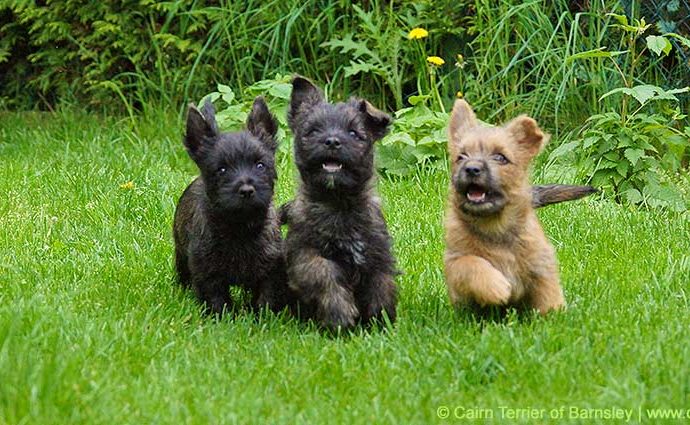 Cairn Terrier Welpen of Barnsley