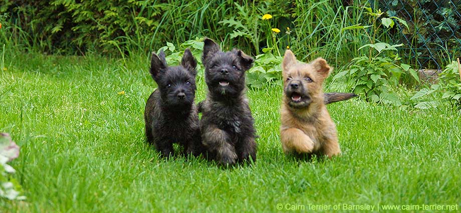 Cairn Terrier Welpen of Barnsley