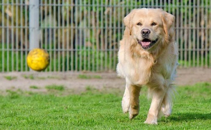 Golden Retriever