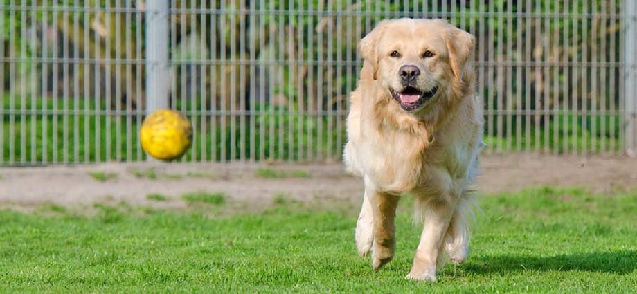 Golden Retriever