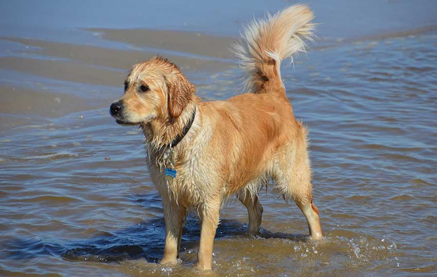 Badespaß mit Hund in Callantsoog