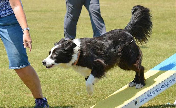 Hund trainieren