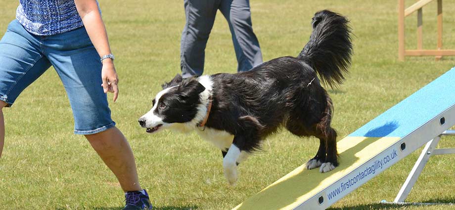 Hund trainieren