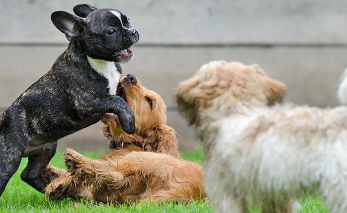 spielende Hunde