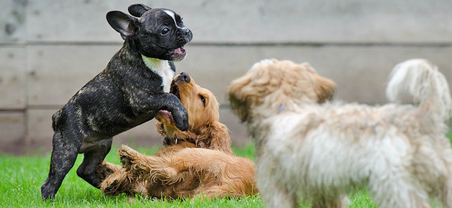 spielende Hunde