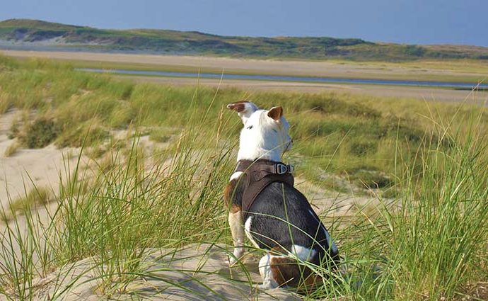 Urlaub mit Hund in Nordholland