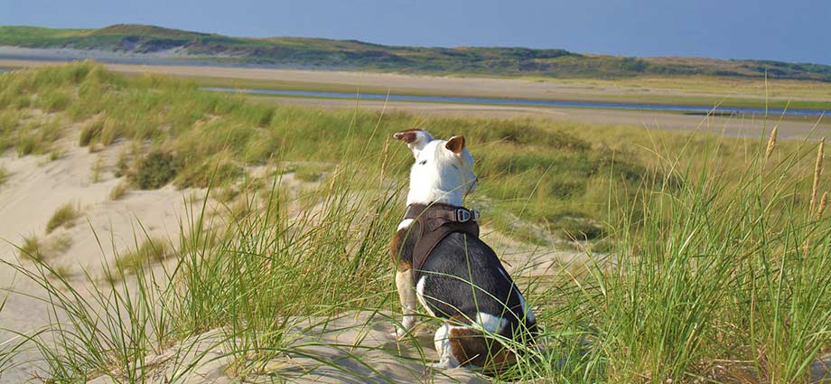 Hund Erlaubt: Ferienhaus Direkt Am Strand In Holland