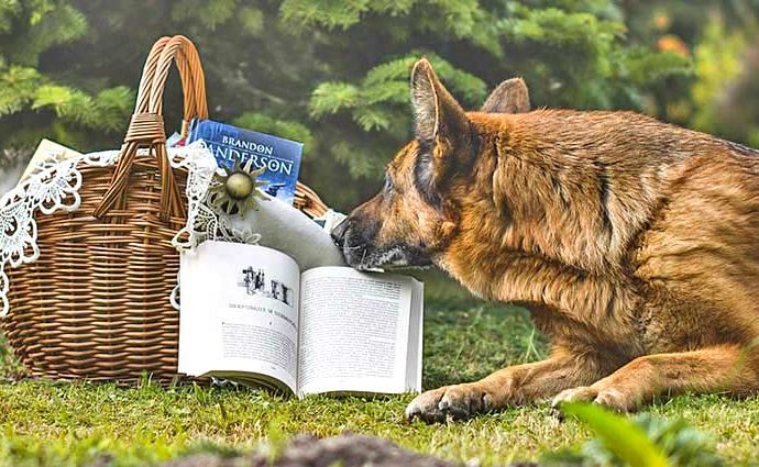 Schäferhund mit Büchern