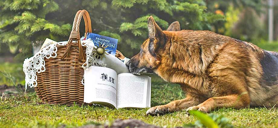 Schäferhund mit Büchern