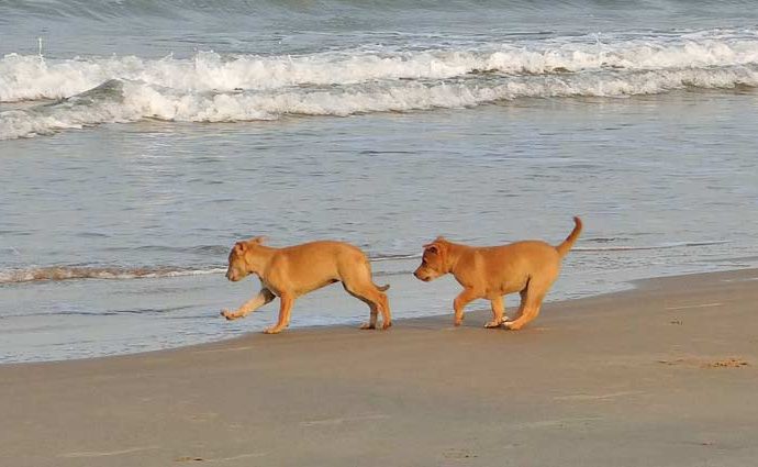 Welpen am Strand