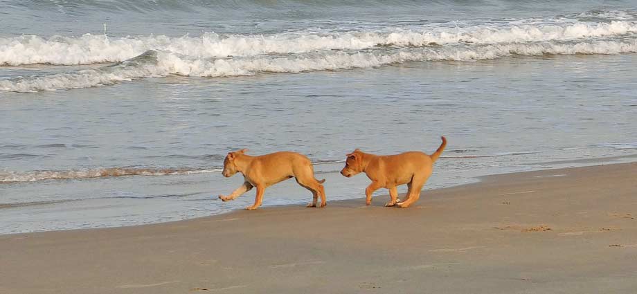 Welpen am Strand