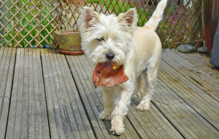 Hundehaltung - Cairn Terrier