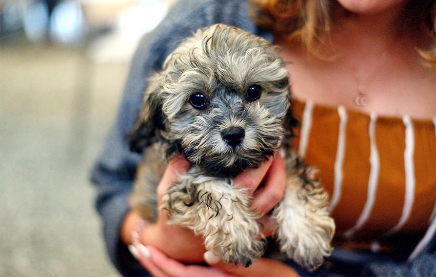 Hundehaltung - Shih Poo