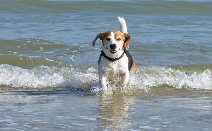 Urlaub mit Hund auf Rügen - Beagle