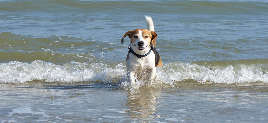 Urlaub mit Hund auf Rügen - Beagle